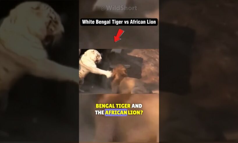 🔥Why The Tiger Will Almost Always Beat A Lion! #lions #tiger #fighting