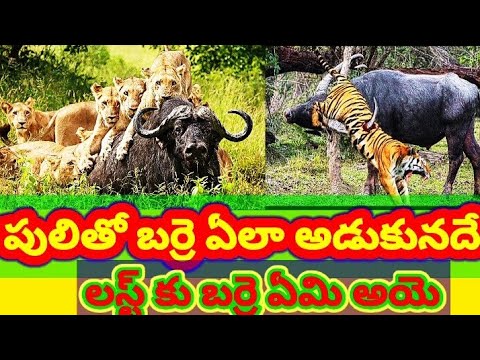 Wild animals | animal fight scene | animal fights Telugu