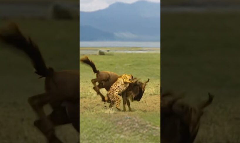 Wildebeest chases leopard wild animals at close range. Animal fighting power competition. Animals’