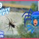 Woman Who’s Afraid Of Spiders Has To Become A Spider Rescuer! | Dodo Kids | Rescued!