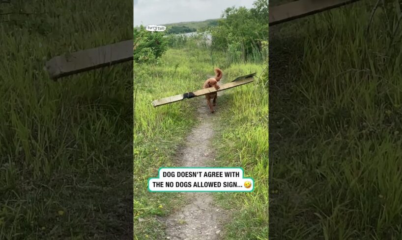 Woody doesn't agree with the 'no dogs allowed' sign 🤣 (🎥: ViralHog)