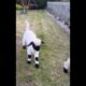 Young Sheep Playing #animallover  #animals #asmr