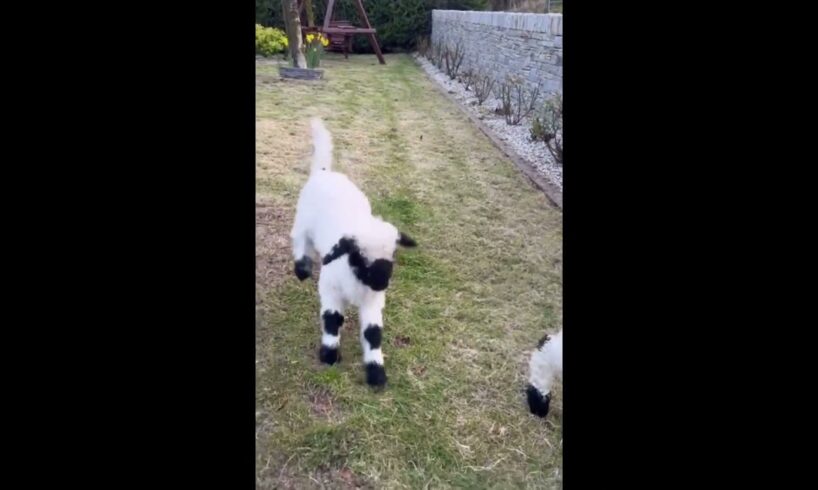 Young Sheep Playing #animallover  #animals #asmr