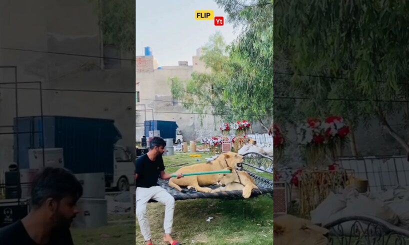 boy playing with tiger #shorts #short #animals #viral