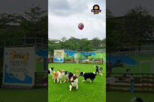 come & play l smart dogs playing in ground #pets #youtubeshorts #animals #dog