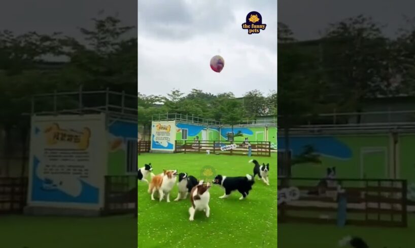 come & play l smart dogs playing in ground #pets #youtubeshorts #animals #dog