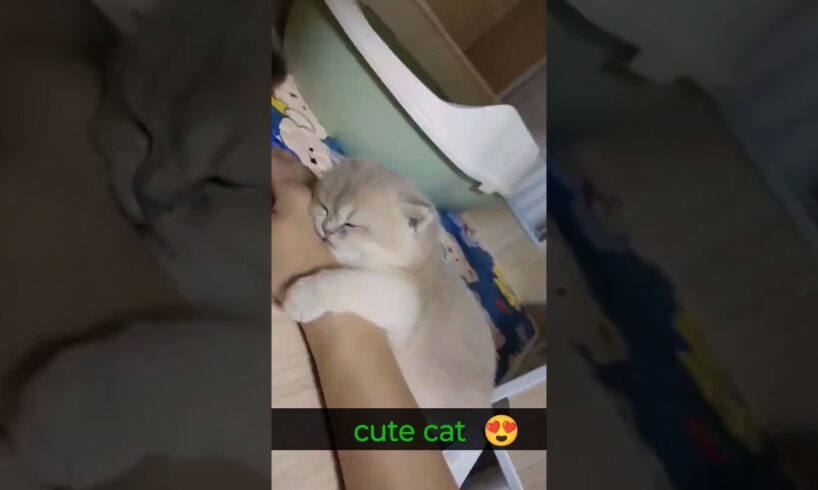 cute cat sleeping & playing 😍#ytshorts #shorts