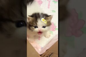 cute cats baby kitten cute moment #hellomochi #cutecat #cute #kitten #kucing #tiktok #catlover #子猫