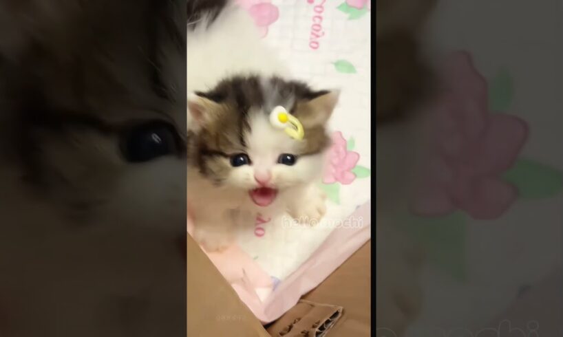 cute cats baby kitten cute moment #hellomochi #cutecat #cute #kitten #kucing #tiktok #catlover #子猫