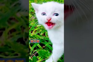 😻😻cute kitten 😍🥰😍#shorts #cutekittensmeowing#cat 😻#Ind