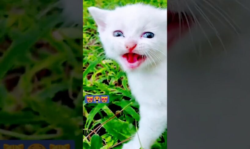 😻😻cute kitten 😍🥰😍#shorts #cutekittensmeowing#cat 😻#Ind