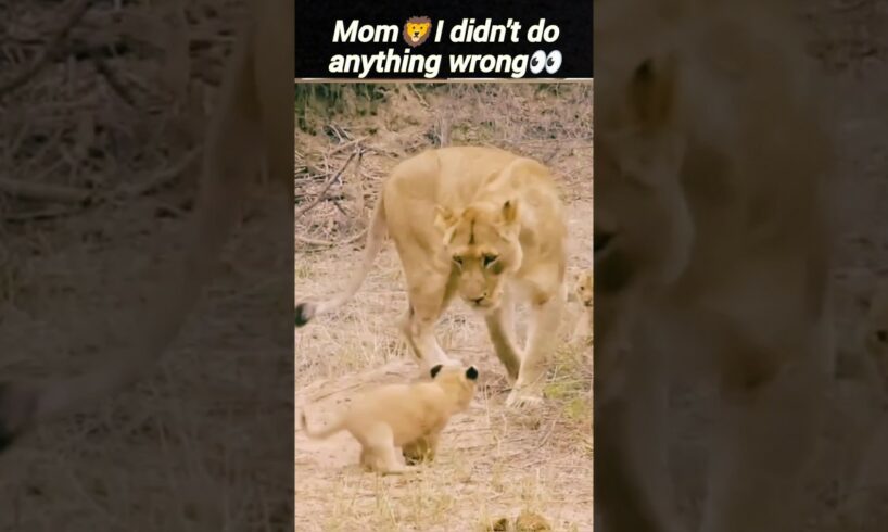 cute lion cub🦁 | mother lion playing his cub | lionKing | @DeadlyFoorest | #shorts #animals