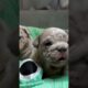 cute puppies crying 😭🐕 #dog #shorts #shortvideo #shortsviral #doglover #cutepuppy #cuteness