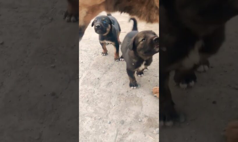 cute puppies #🥰🥰💕#funny #youtube #shortvideos