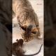 cuteworld/cat playing with rat#shorts#animals  😄😁