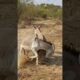 #donkeys #animals #shorts #shortsvideos #nature #pets