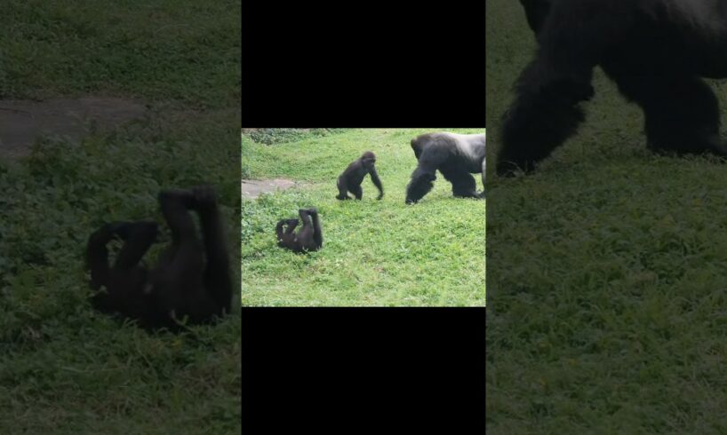 gorilla fun playing #金剛猩猩 #台北市立動物園 #shorts