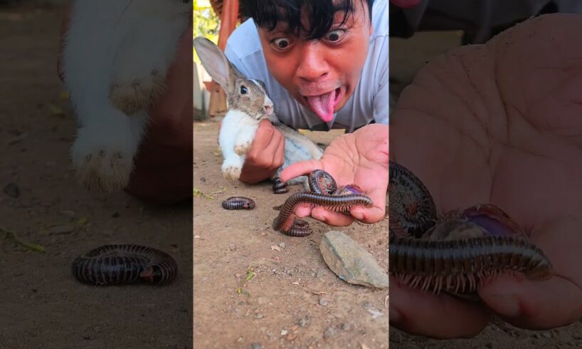 having fun playing suddenly running there was a millipede in the peanut snack #shorts #viral