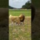 lion attack and wild animal lion fight #shorts