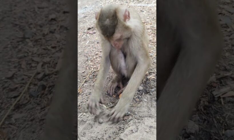 monkey Play the ground #animals #monkey #monkey #love #happiness #zoo #art #cute #wildlife #nature