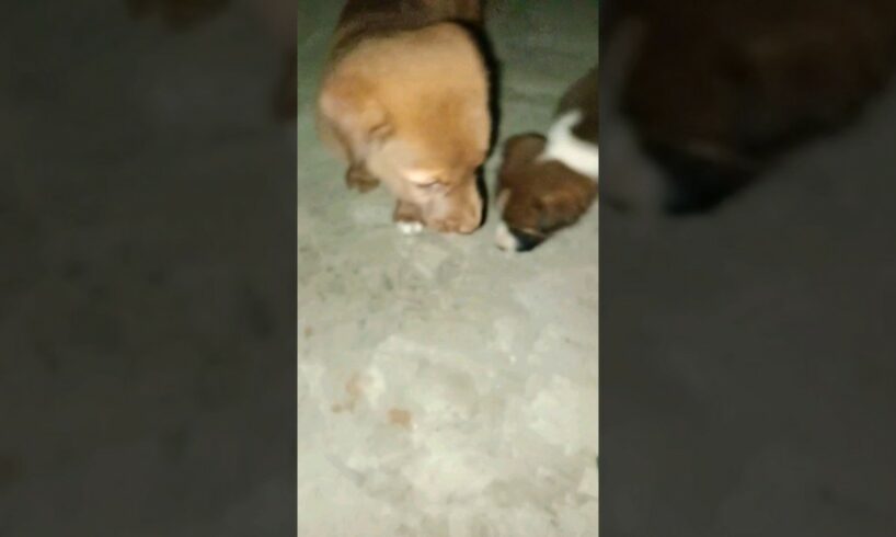 puppies walking #ytshorts #streetdog  #youtubeshorts #trendingshorts #cute #puppies #short #doglover