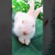 #rabbitcute#rabbit #animals #shors