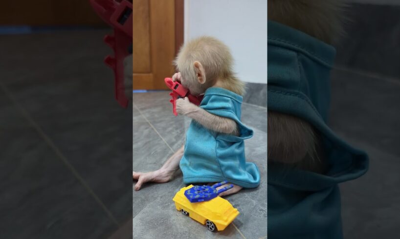 #shorts #shortsvideo #animals #wildlife #monkey #cutebaby #sophia #moggi