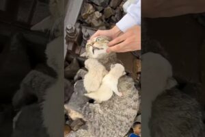 the hero who saved the kitten (cat) (kitten) #muslim #viral #trending