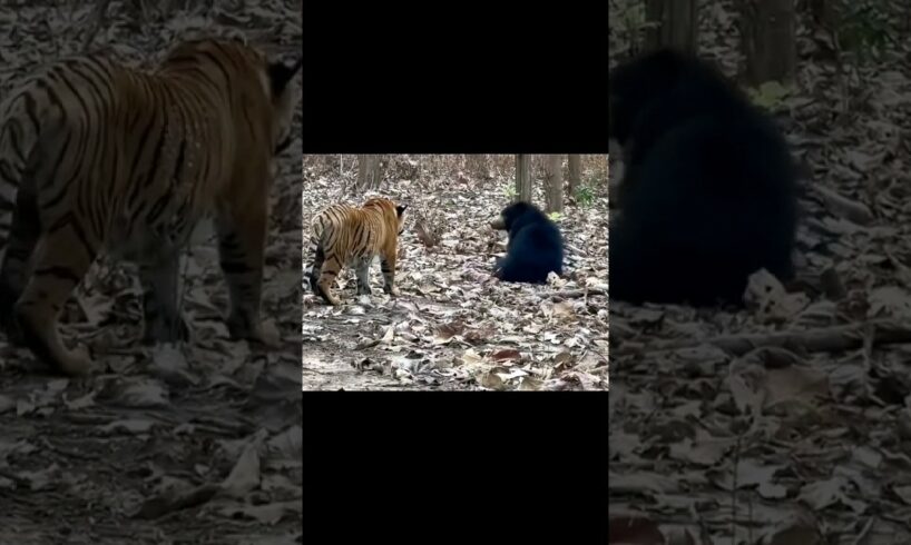 🐅#tiger ambushes 🐻#bear #wildlife #fight