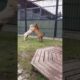 tiger and dog playing #tiger #animals #shorts #viral #ytshorts #animals #reels