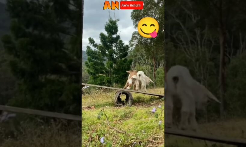 two little baby goats playing  in the field 🥰🥰💞💞#bird #animals #nature #trending #viral #shorts