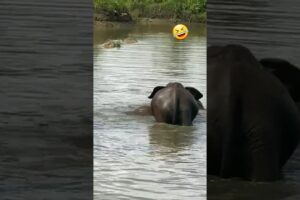 wild lake playing  😱 #animals  #elephante #wildlife #safari #funny animales