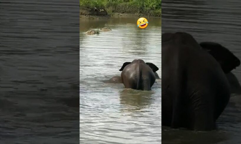 wild lake playing  😱 #animals  #elephante #wildlife #safari #funny animales