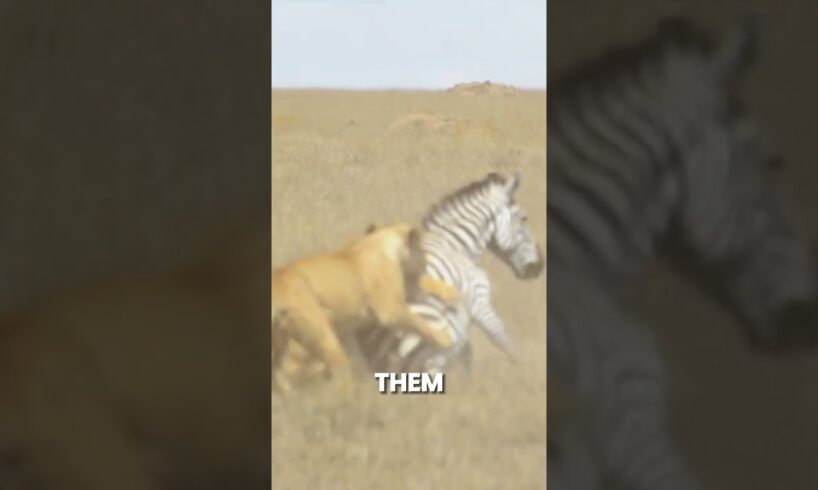 zebra fights 3 lions   #lion#zebra#viral#shorts