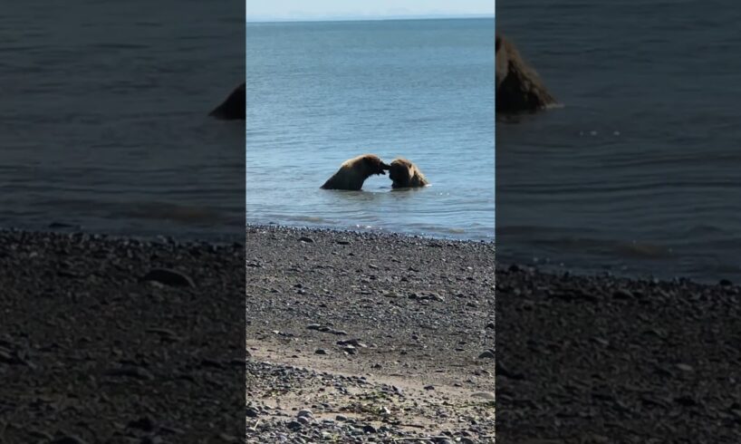 الدببة تلعب فى الماء Bears playing in the water