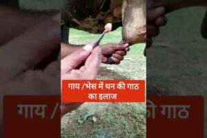 गाय/भेस में थन की गाठ का सफल ऑपरेशन! teat obstruction |fibrosis|teat stenosis ||Dr Ashwani Bassan||