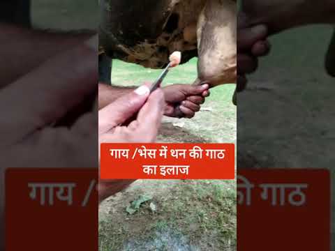 गाय/भेस में थन की गाठ का सफल ऑपरेशन! teat obstruction |fibrosis|teat stenosis ||Dr Ashwani Bassan||