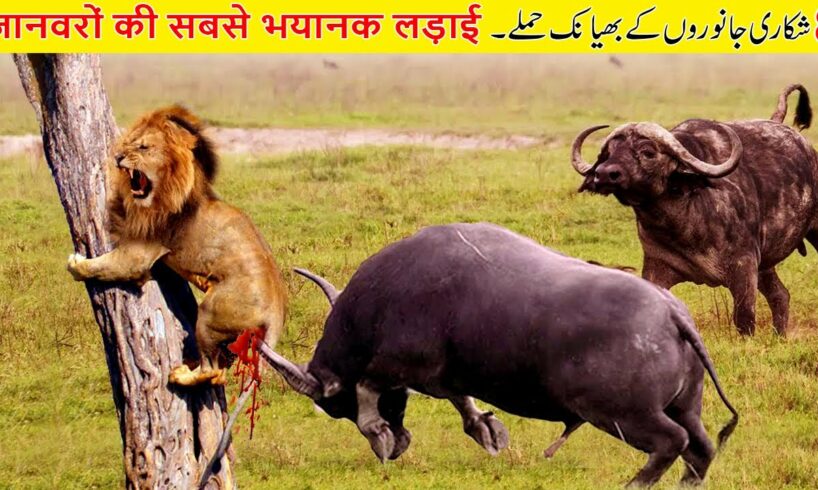 जानवरों की सबसे भयानक लड़ाई | 8 Most Dangerous Wild Animal Fights | the info fact.