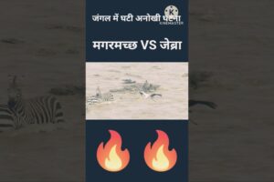 जिगर चाहिए? मगरमच्छ vs जेब्रा// #trending #youtubeshorts