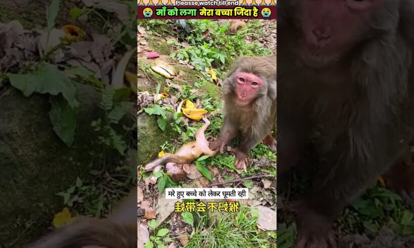 माँ को लगा मेरा बच्चा जिंदा है 😭 #animal #animals #animallover #animalrescue #dog