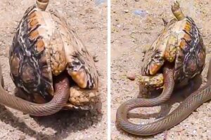 सांप गलत जानवर से उलझ गया | Craziest Animal Fights