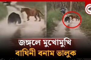 জঙ্গলে মুখোমুখি বাঘিনী-ভালুক | tiger vs bear fight | jungle animal fight | Kalbela