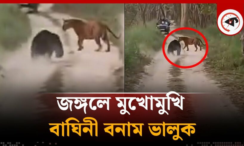 জঙ্গলে মুখোমুখি বাঘিনী-ভালুক | tiger vs bear fight | jungle animal fight | Kalbela