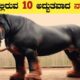 ಜಗತ್ತಿನಲ್ಲಿರುವ Cutest ನಾಯಿಗಳು | World's Most Cutest Dogs | Cutest Dog Breeds in Kannada