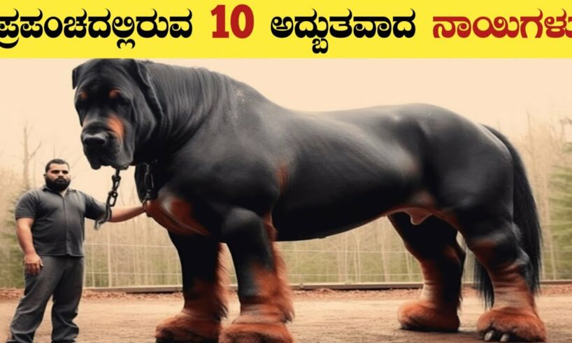 ಜಗತ್ತಿನಲ್ಲಿರುವ Cutest ನಾಯಿಗಳು | World's Most Cutest Dogs | Cutest Dog Breeds in Kannada