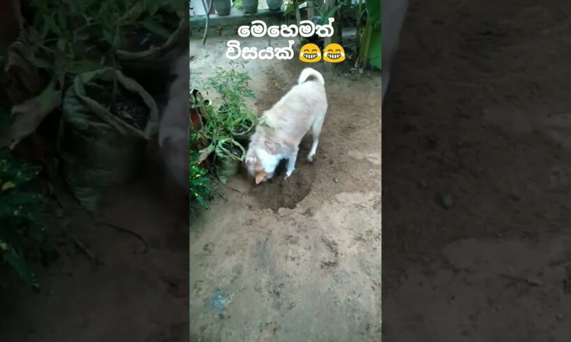 මෙහෙමත් විසයක් #මාර හෑරිල්ලක්නෙ ඒ#funnyvideo#playing dogs#animals#viralshort