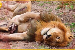 10 Animals That Will Easily Kill Any Lion!｜Animal Fight