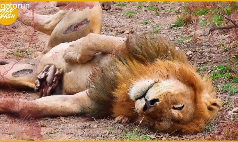 10 Animals That Will Easily Kill Any Lion!｜Animal Fight