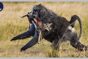 10 Crazy Hunting Moments of Cruel Baboons With Their Prey! | Animal Fight