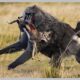 10 Crazy Hunting Moments of Cruel Baboons With Their Prey! | Animal Fight